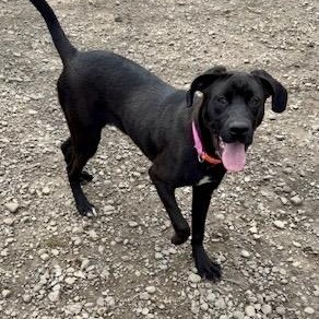 Enlarge Gumdrop, an adopted mixed breed in Buffalo, NY image 4/6