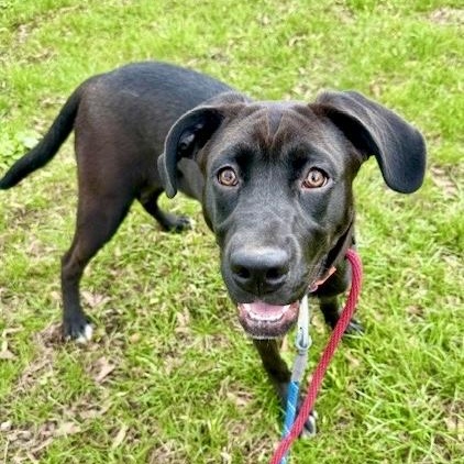 Enlarge Gumdrop, an adopted mixed breed in Buffalo, NY image 5/6