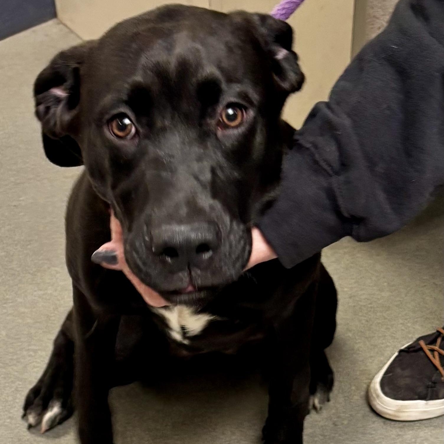 Enlarge Gumdrop, an adopted mixed breed in Buffalo, NY image 2/6