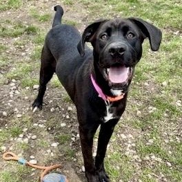 Gumdrop, adopted, Puppy Female Black Labrador Retriever.