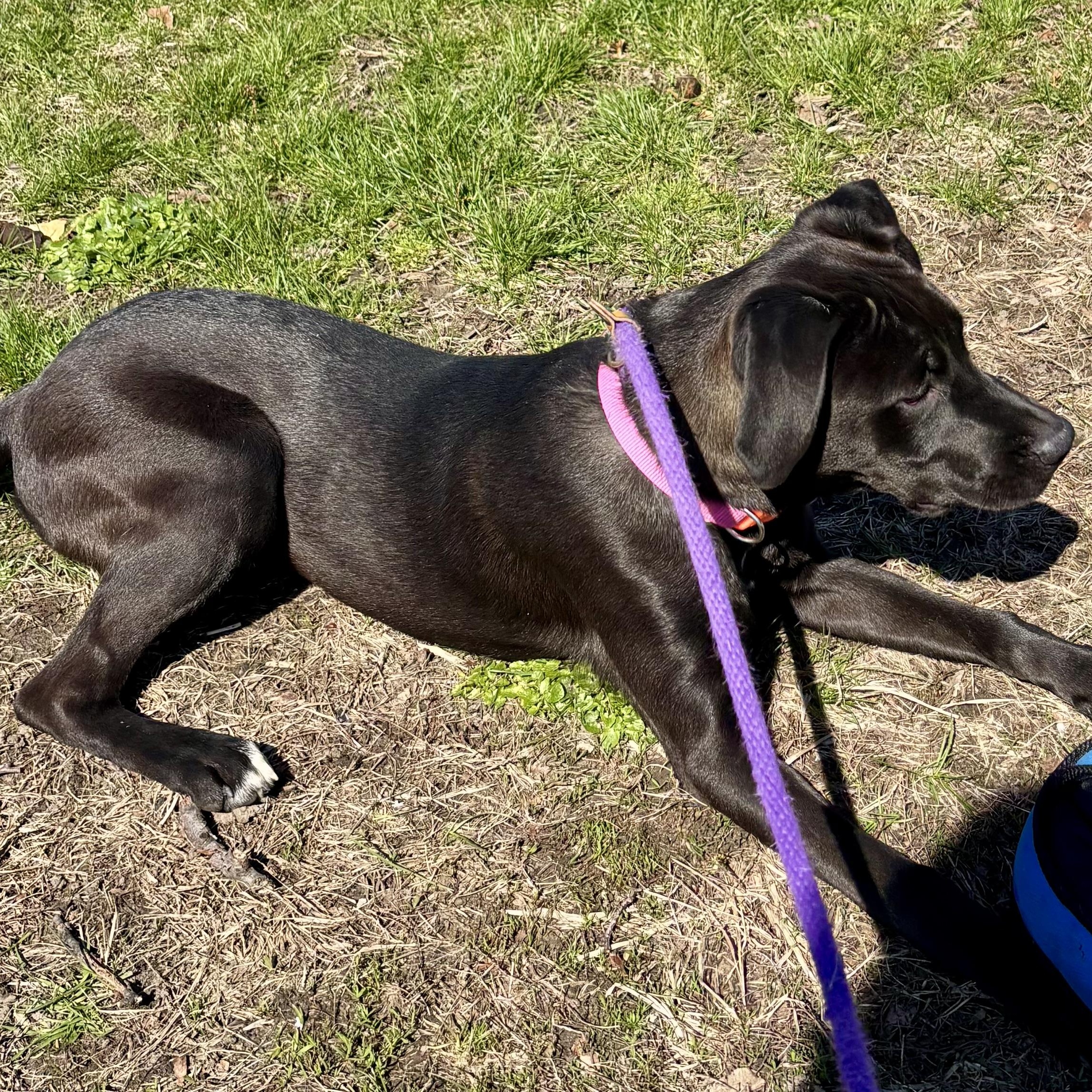 Enlarge Gumdrop, an adopted mixed breed in Buffalo, NY image 3/6
