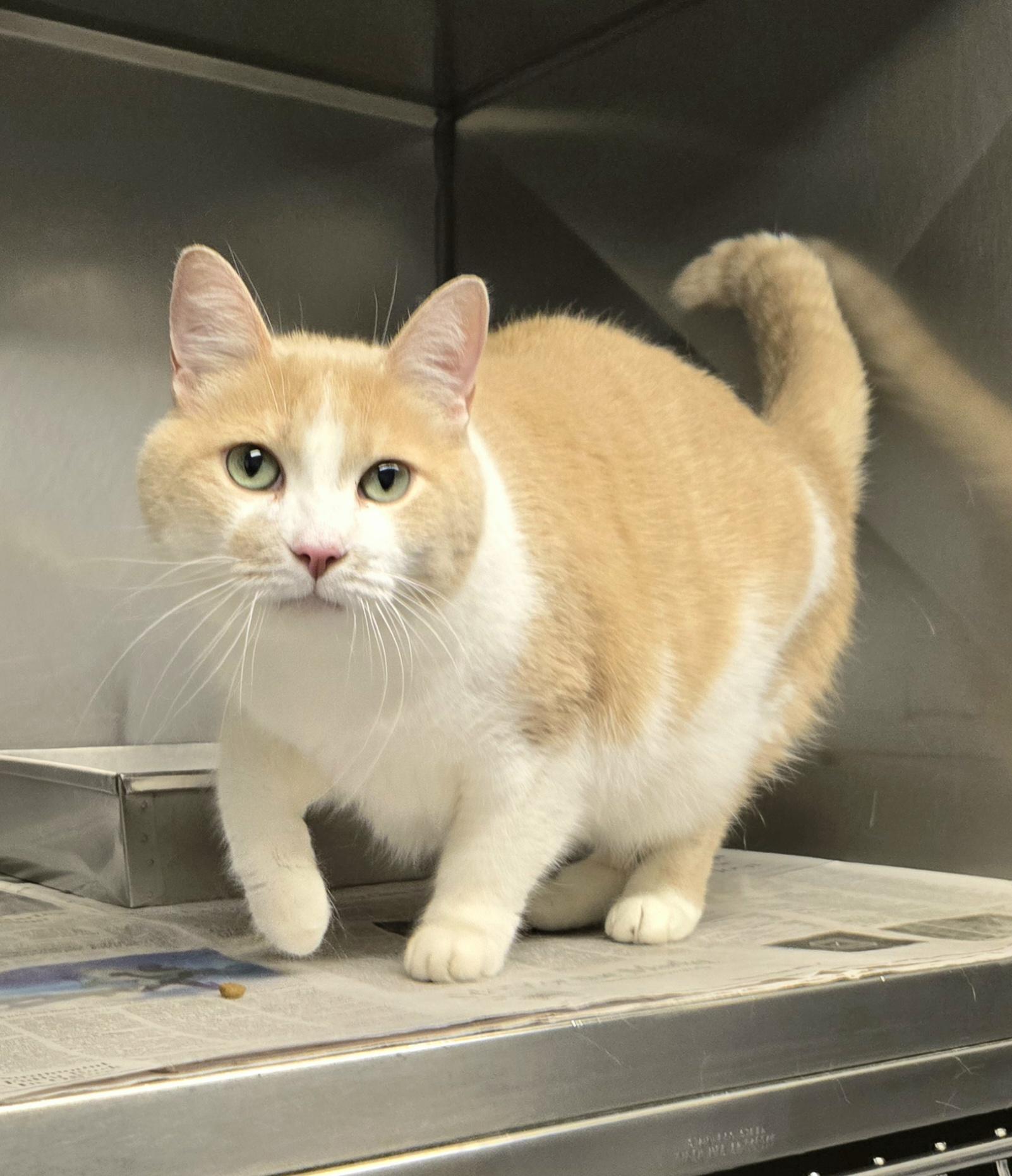 Scotty, Adoptable, Adult Male Domestic Short Hair.