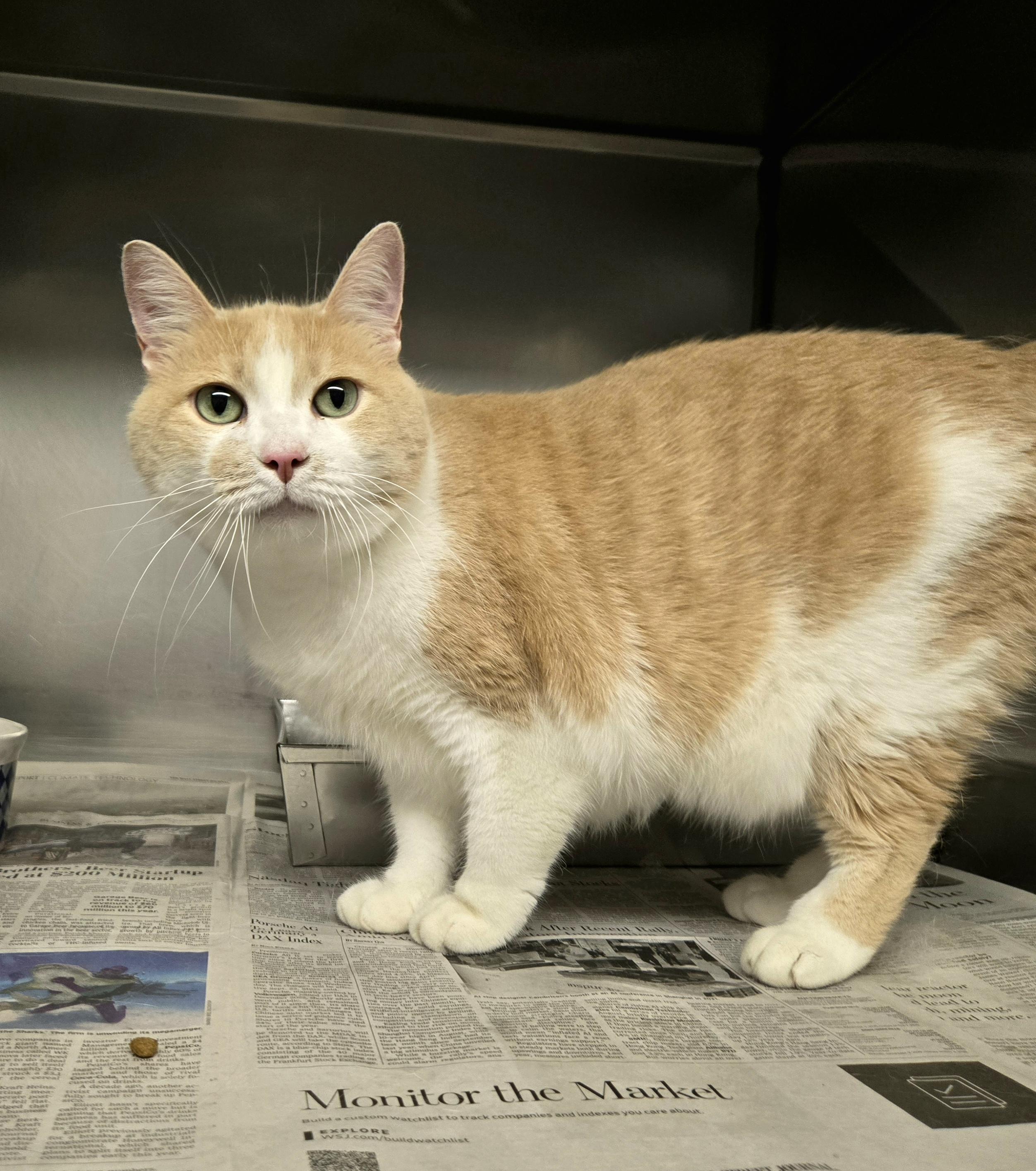 Scotty, a Adoptable Domestic Short Hair in Arlington Heights, IL image 2/3