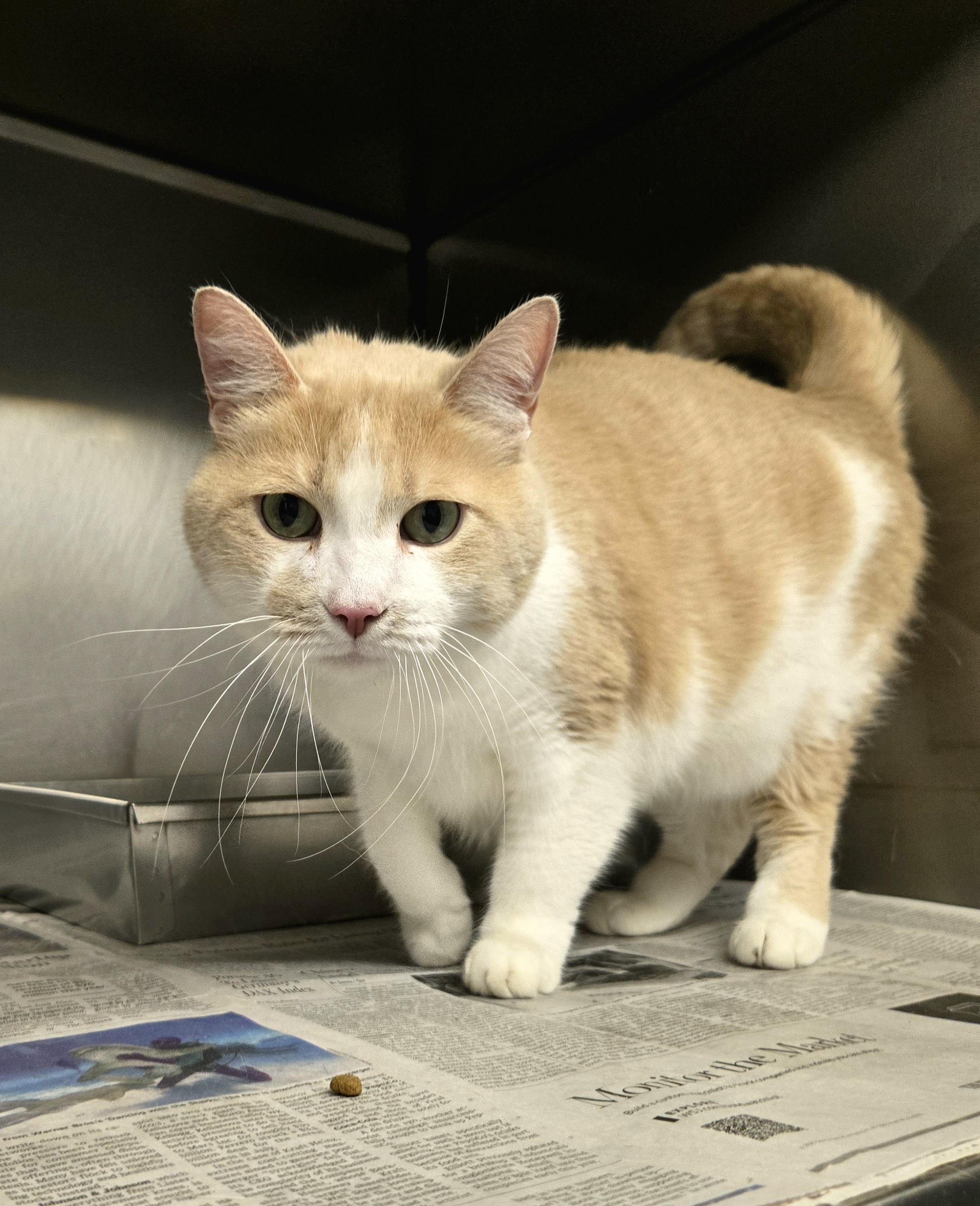 Scotty, a Adoptable Domestic Short Hair in Arlington Heights, IL image 3/3