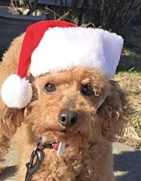 Beau, adoptable, Adult Male Miniature Poodle.