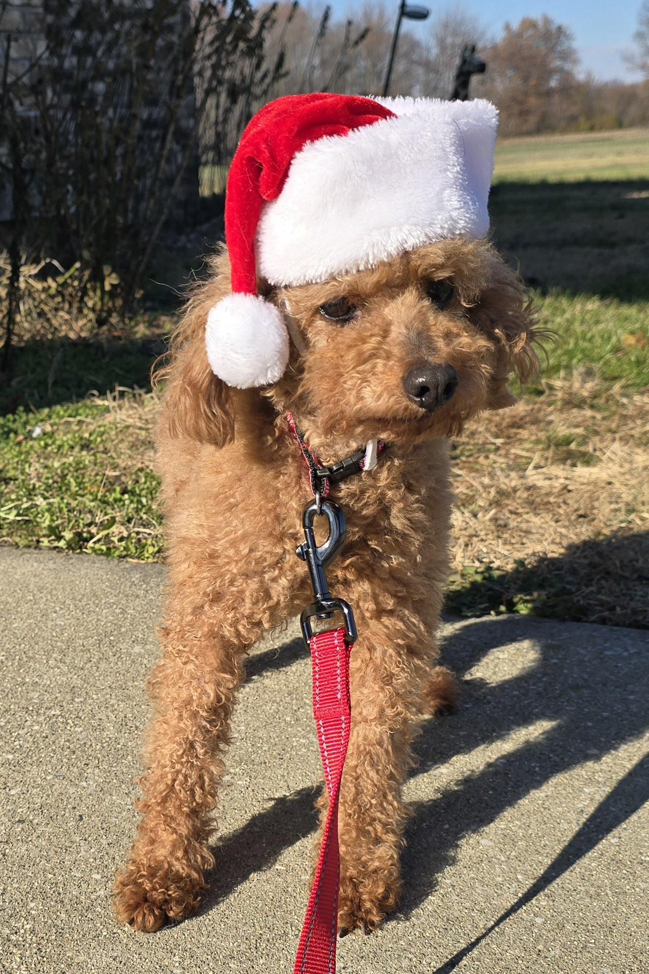 Enlarge Beau, an adoptable Miniature Poodle in Terre Haute, IN image 3/4