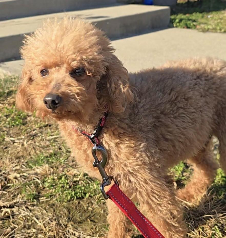 Enlarge Beau, an adoptable Miniature Poodle in Terre Haute, IN image 4/4