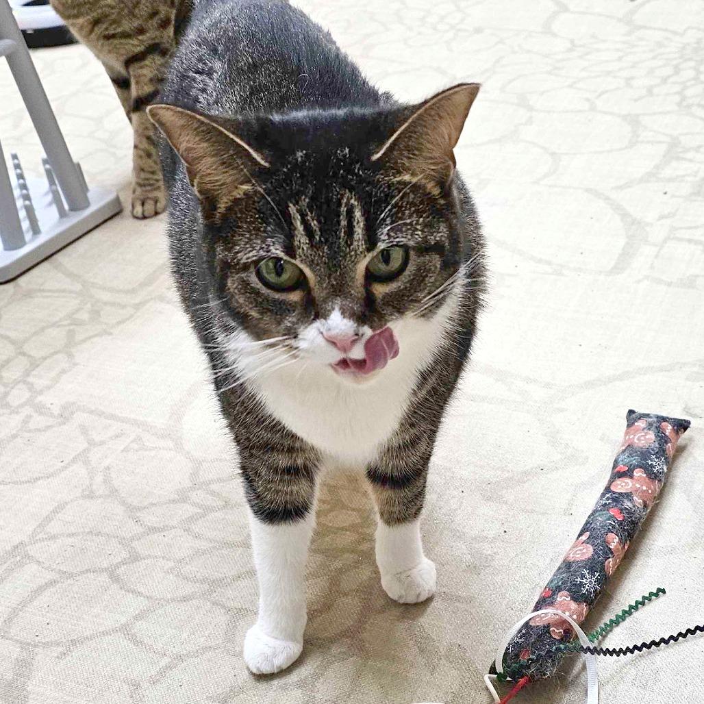 Enlarge Cleo, a Adoptable Domestic Short Hair in Medina, OH image 2/4