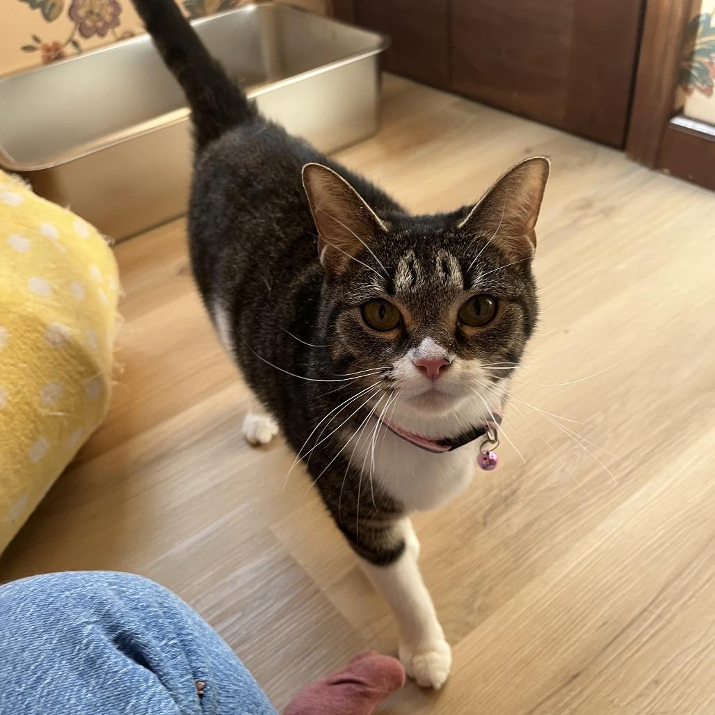 Enlarge Cleo, a Adoptable Domestic Short Hair in Medina, OH image 4/4