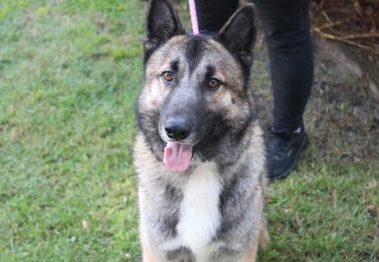 Whiskey, Adoptable, Adult Male German Shepherd Dog & Siberian Husky.