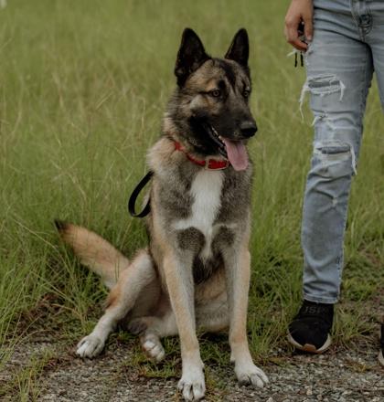 Enlarge Whiskey, a Adoptable mixed breed in Brunswick, GA image 2/2
