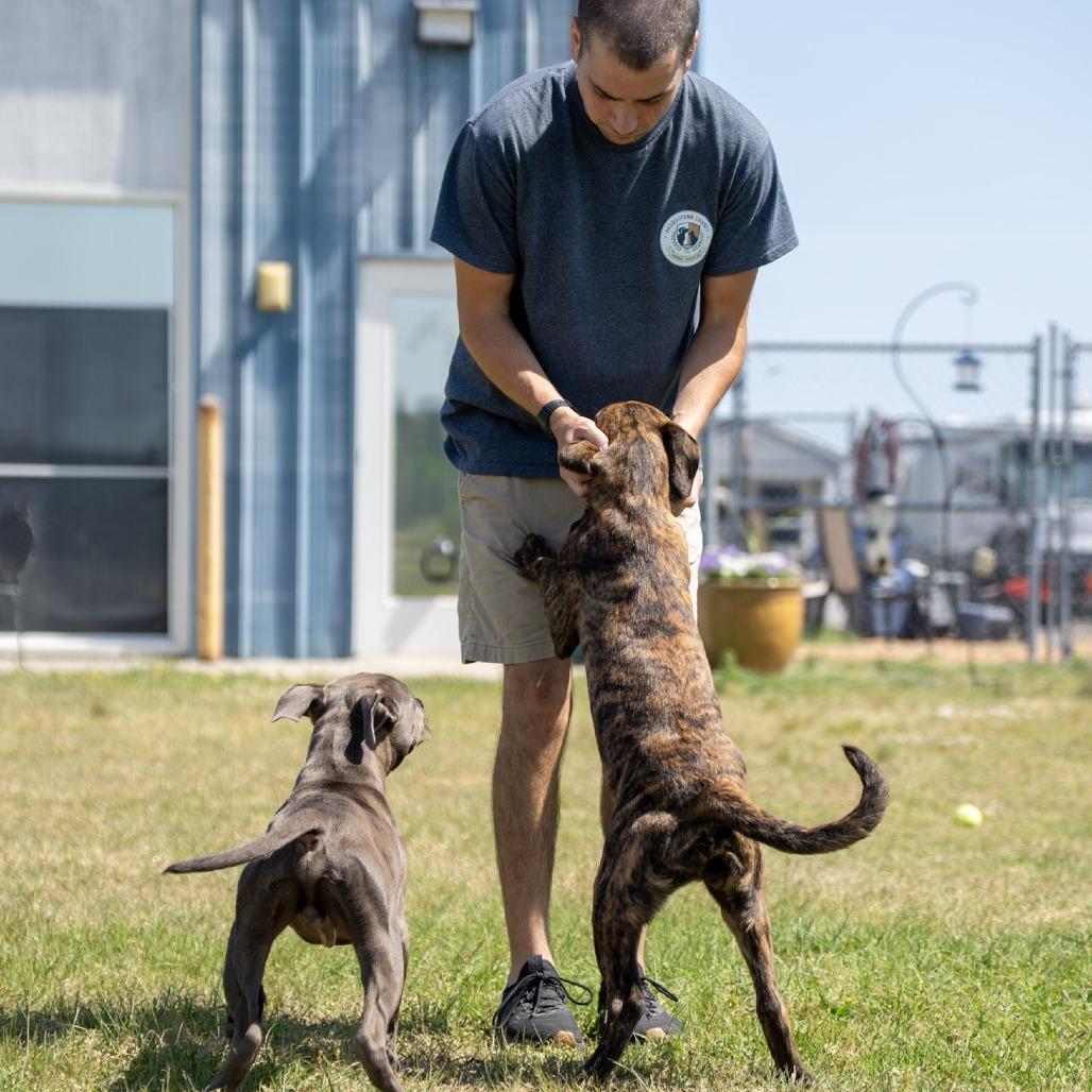 Enlarge Bandit, a Adoptable mixed breed in Elizabeth City, NC image 1/6