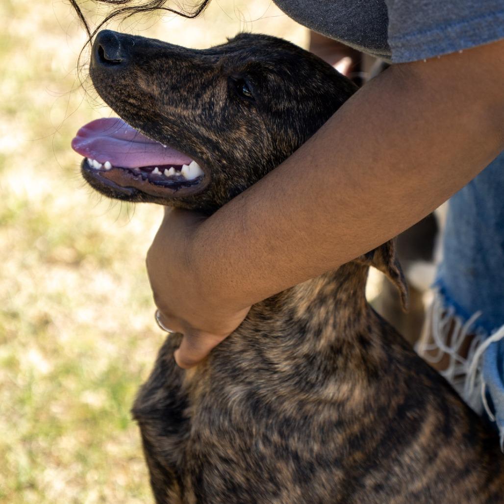 Enlarge Bandit, a Adoptable mixed breed in Elizabeth City, NC image 2/6