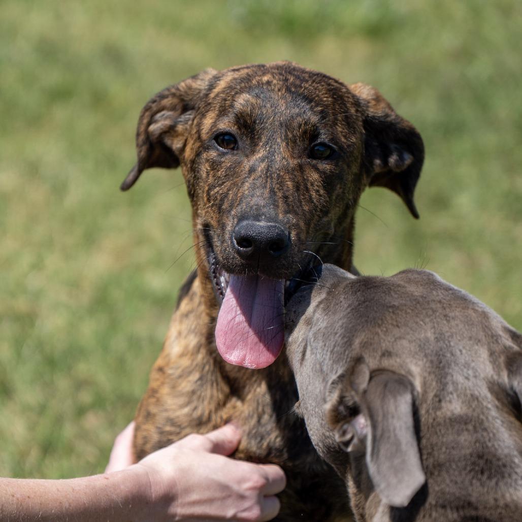 Enlarge Bandit, a Adoptable mixed breed in Elizabeth City, NC image 3/6
