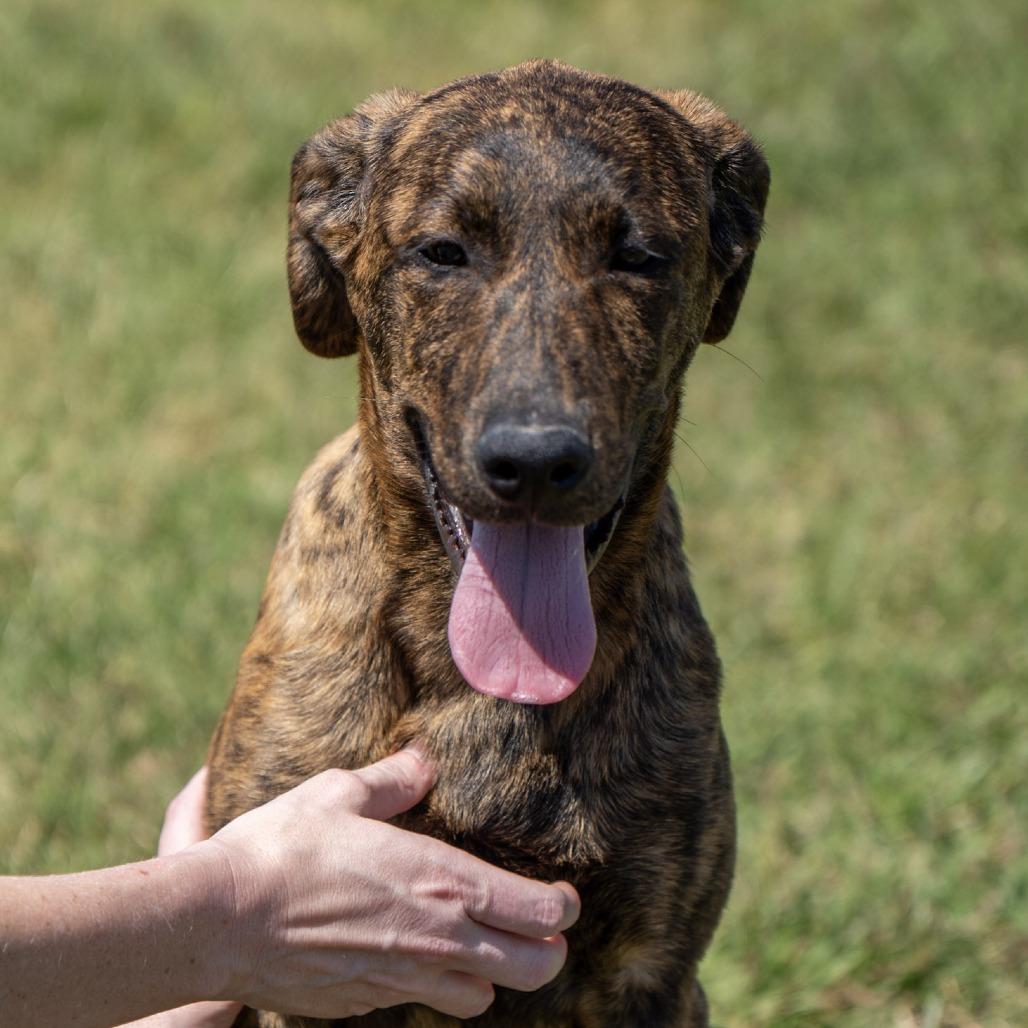 Enlarge Bandit, a Adoptable mixed breed in Elizabeth City, NC image 4/6