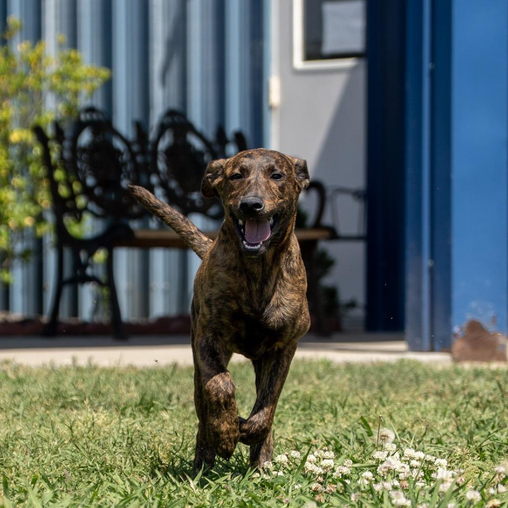 Enlarge Bandit, a Adoptable mixed breed in Elizabeth City, NC image 5/6