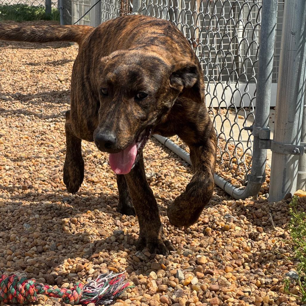 Enlarge Bandit, a Adoptable mixed breed in Elizabeth City, NC image 6/6