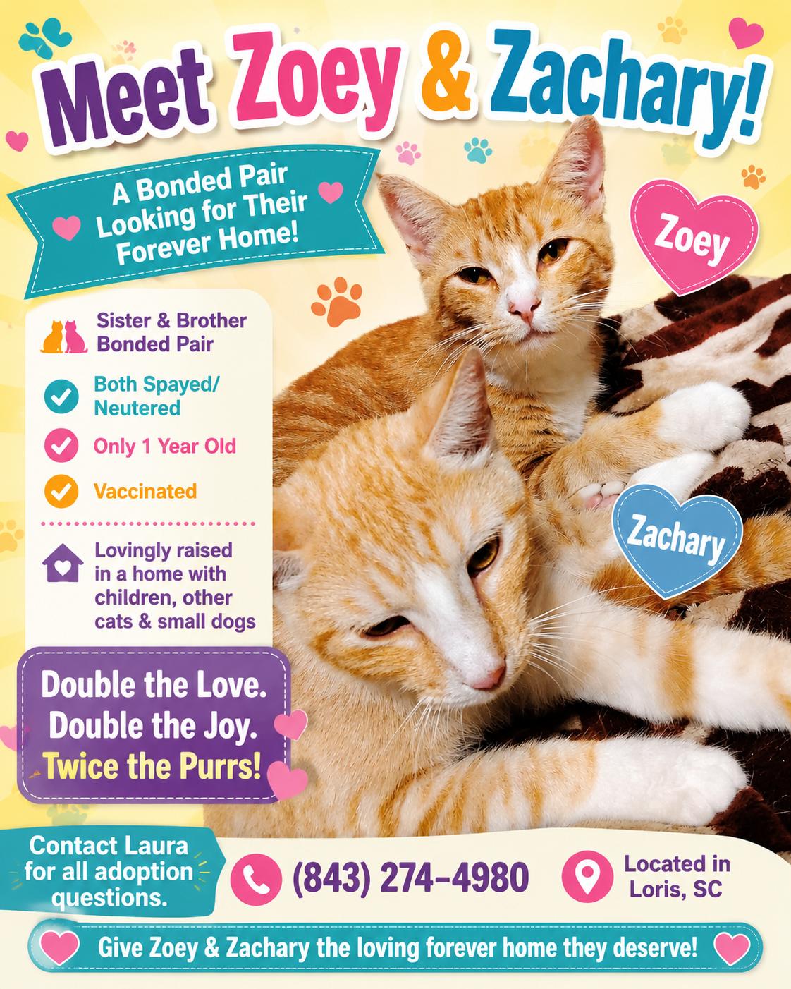 Enlarge Zoey & Zachary (courtesy listing-Laura), a ADOPTABLE mixed breed in Myrtle Beach, SC image 5/5