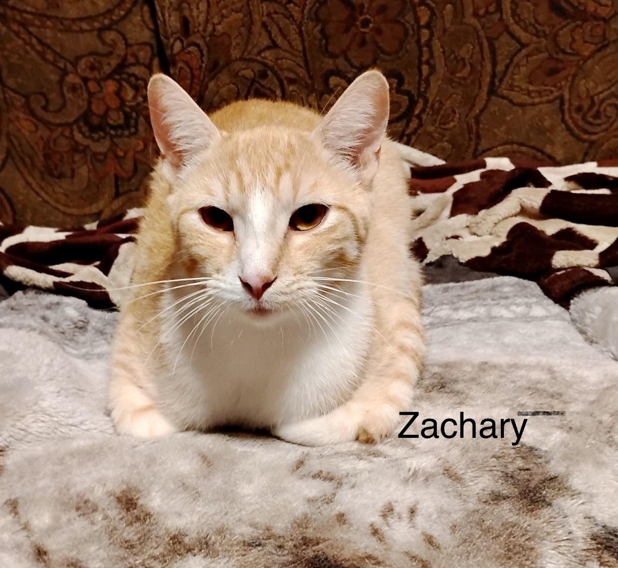 Enlarge Zoey & Zachary (courtesy listing-Laura), a ADOPTABLE mixed breed in Myrtle Beach, SC image 4/5