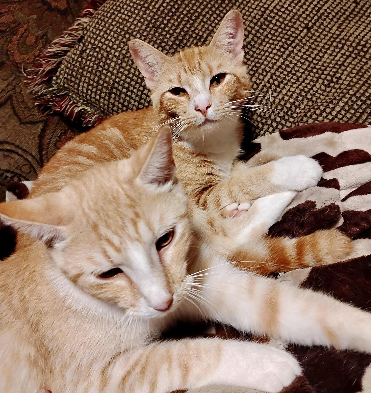 Enlarge Zoey & Zachary (courtesy listing-Laura), a ADOPTABLE mixed breed in Myrtle Beach, SC image 1/5