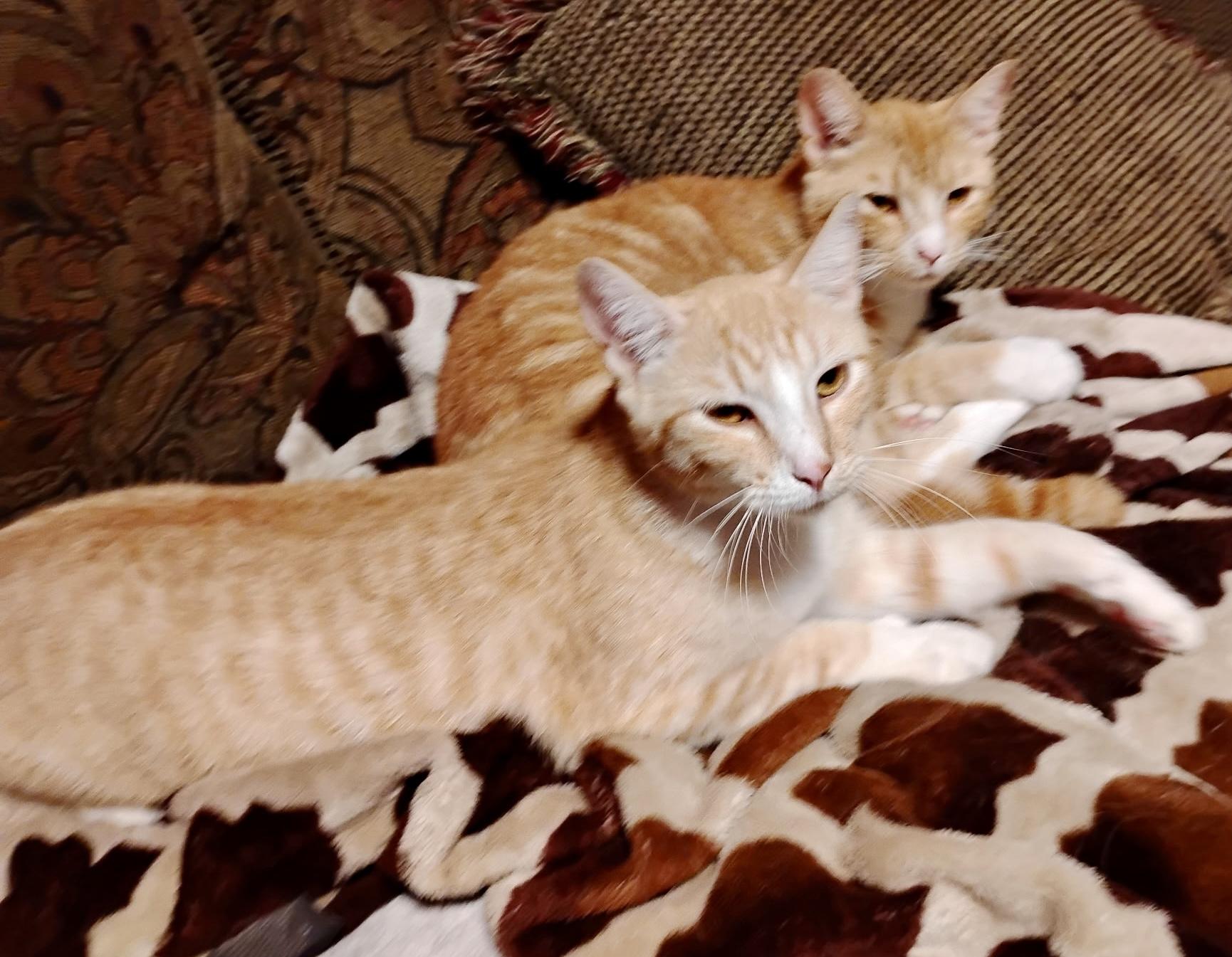 Enlarge Zoey & Zachary (courtesy listing-Laura), a ADOPTABLE mixed breed in Myrtle Beach, SC image 2/5