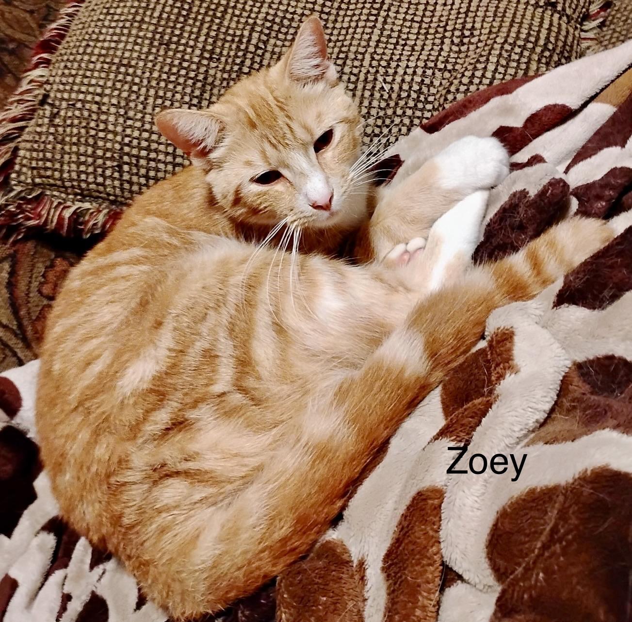 Enlarge Zoey & Zachary (courtesy listing-Laura), a ADOPTABLE mixed breed in Myrtle Beach, SC image 3/5