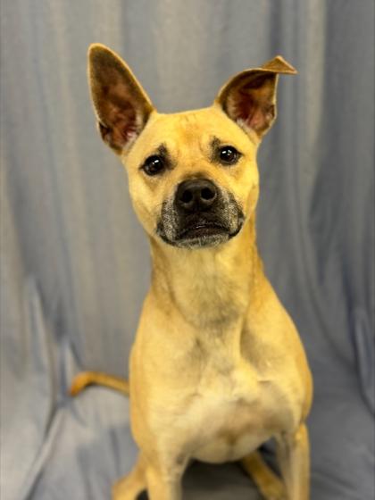 Adrian 623-25, Adoptable, Adult Male German Shepherd Dog & Labrador Retriever.