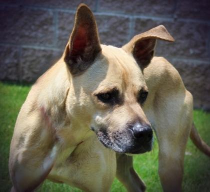 Enlarge Adrian 623-25, a Adoptable mixed breed in Cumming, GA image 2/3