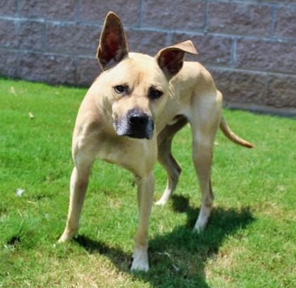 Adrian 623-25, a Adoptable mixed breed in Cumming, GA image 3/3