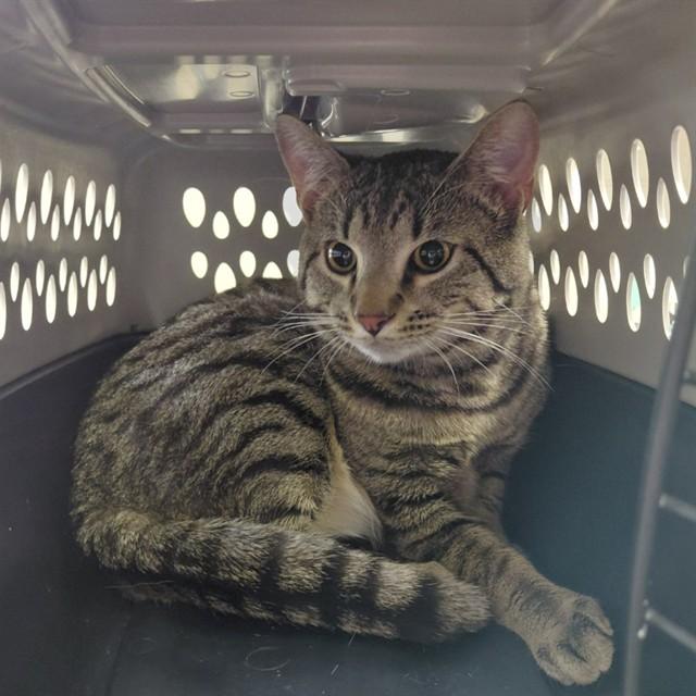 FRESNO, Adoptable, Adult Male Domestic Short Hair.