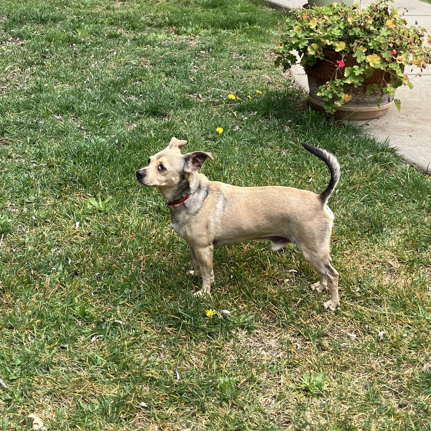 Enlarge Julian, a ADOPTABLE mixed breed in Grass Valley, CA image 2/2