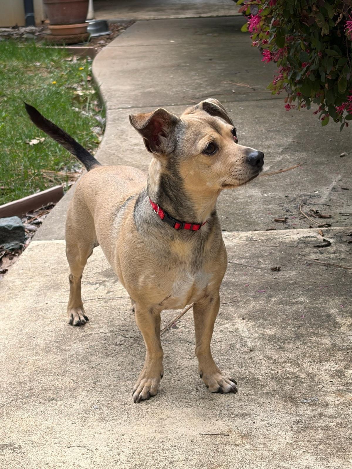Julian, ADOPTABLE, Adult Male Chihuahua & Border Terrier.