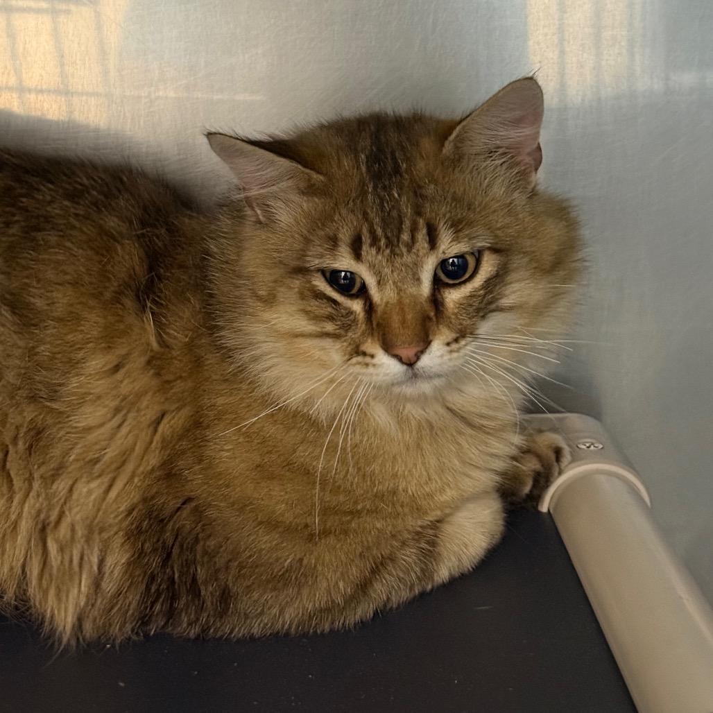 Big Mac, Adoptable, Adult Male Domestic Medium Hair.
