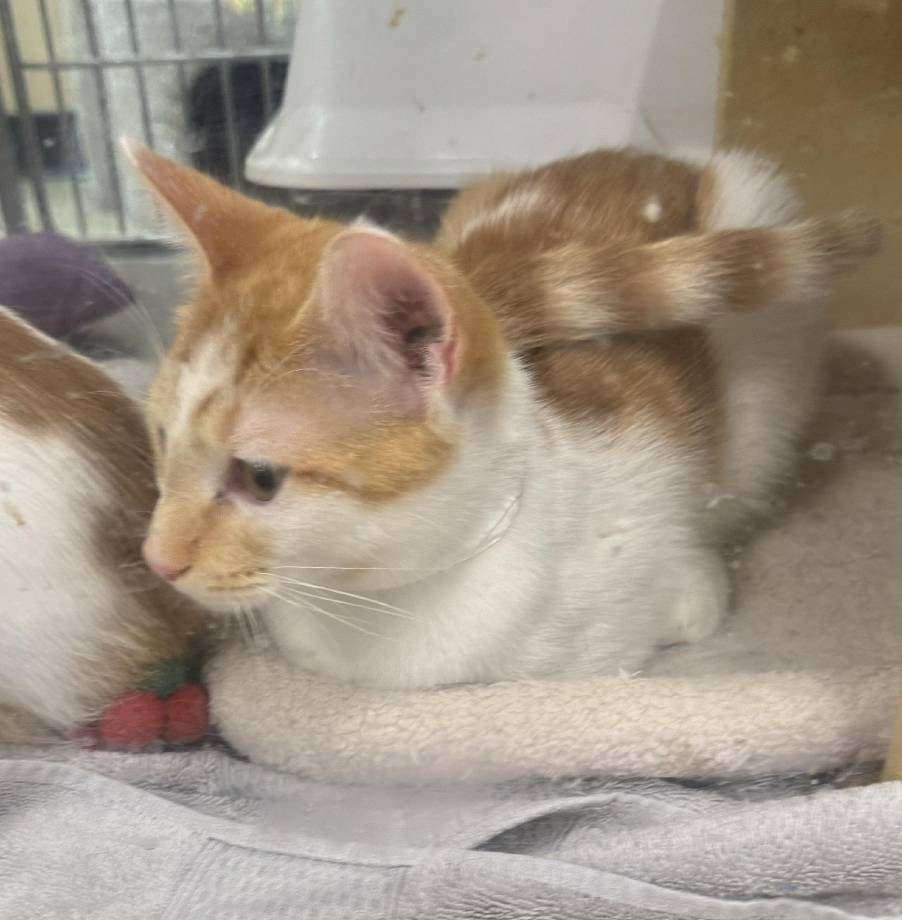 RORY, Adoptable, Young Male Domestic Short Hair.