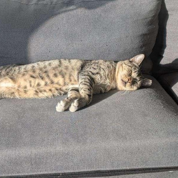 Enlarge Leo, a Adoptable American Shorthair in Jersey City, NJ image 5/5