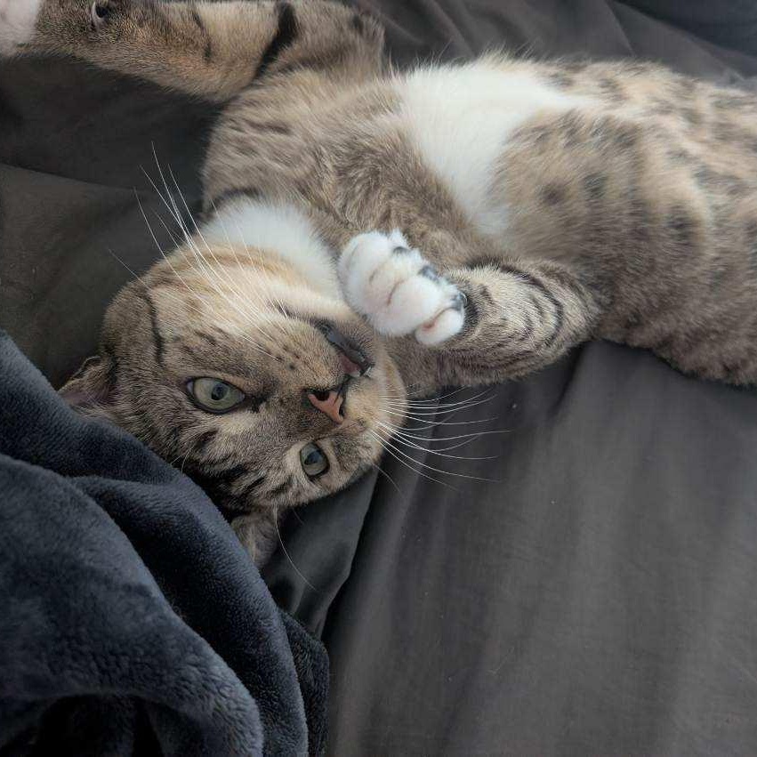 Leo, Adoptable, Adult Male American Shorthair.