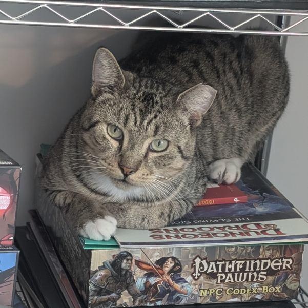 Enlarge Leo, a Adoptable American Shorthair in Jersey City, NJ image 4/5