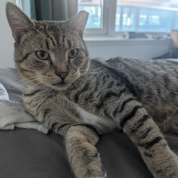 Enlarge Leo, a Adoptable American Shorthair in Jersey City, NJ image 2/5