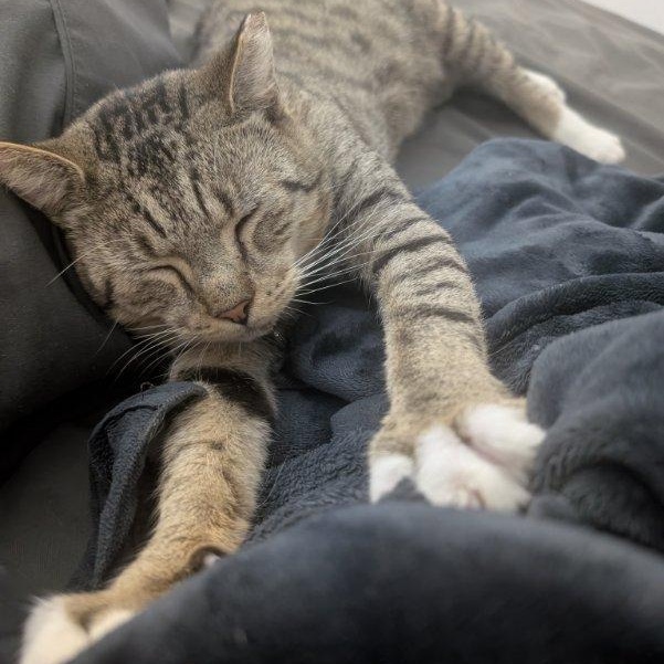 Leo, Adoptable, Adult Male American Shorthair.