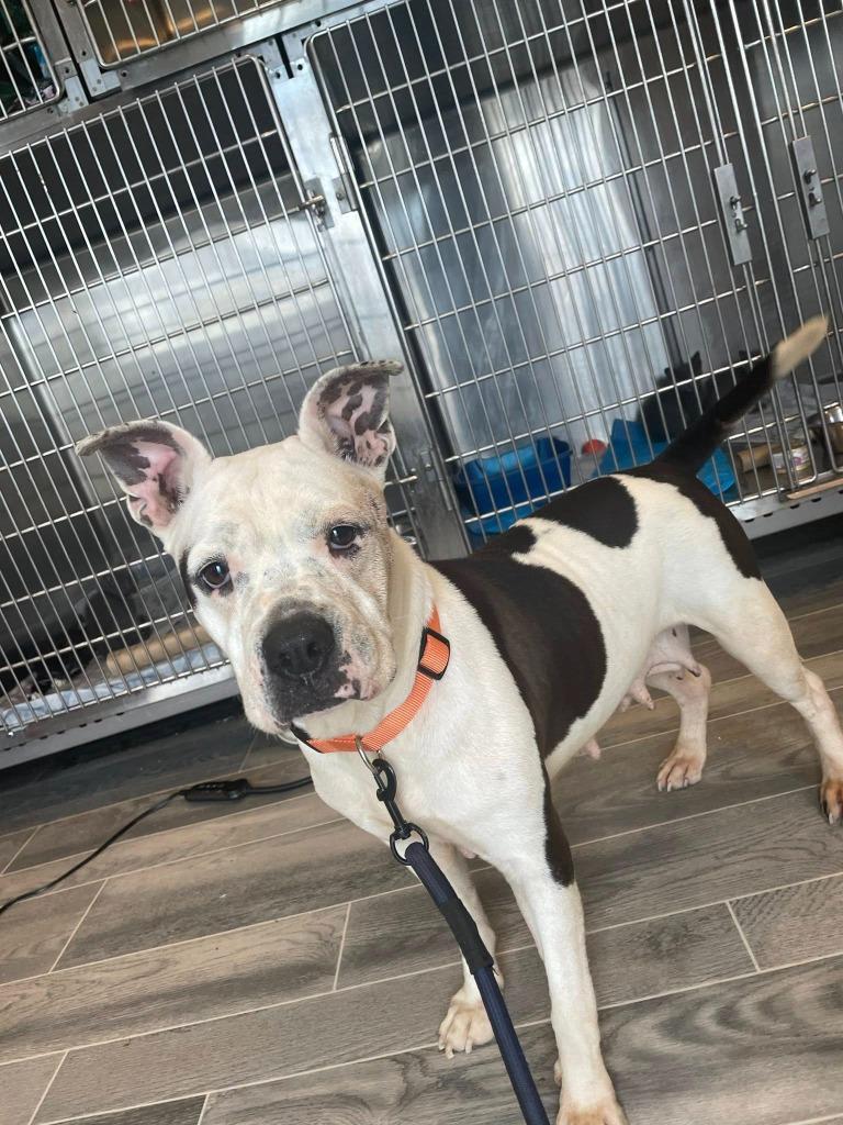 Enlarge Mrs Potts, a Adoptable American Bulldog in Nashville, GA image 1/4