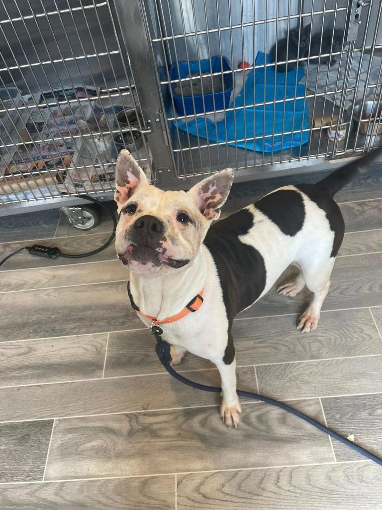 Enlarge Mrs Potts, a Adoptable American Bulldog in Nashville, GA image 2/4