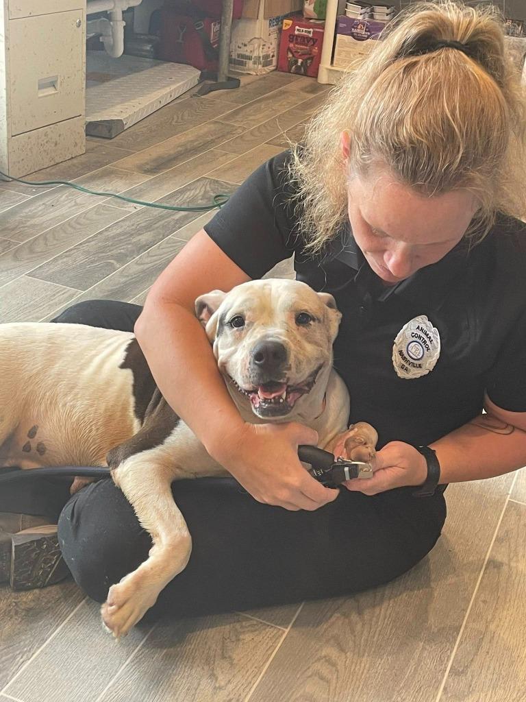 Enlarge Mrs Potts, a Adoptable American Bulldog in Nashville, GA image 3/4
