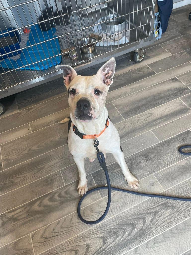 Enlarge Mrs Potts, a Adoptable American Bulldog in Nashville, GA image 4/4