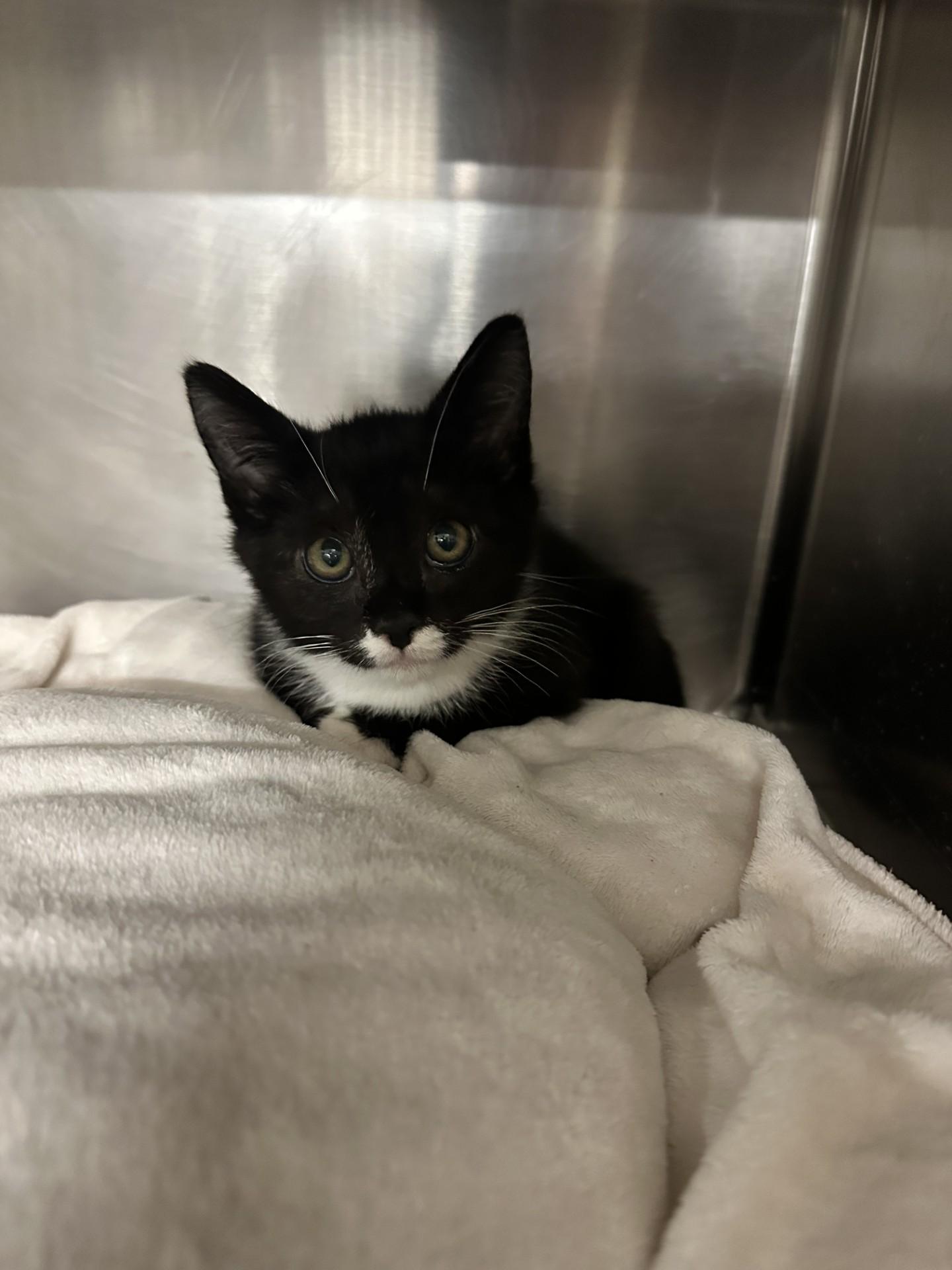 EO, Baby Female Domestic Short Hair