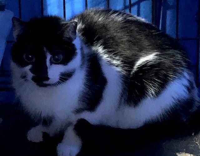 Enlarge Little Peep- (Working Cat), a Adoptable Domestic Short Hair in Furlong, PA image 1/3