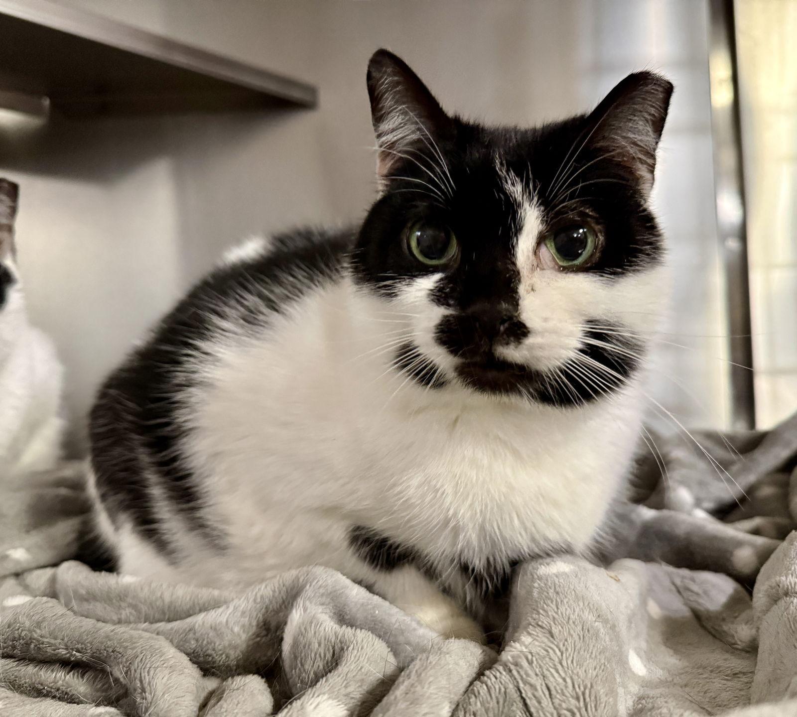 Little Peep- (Working Cat), Adoptable, Adult Male Domestic Short Hair.