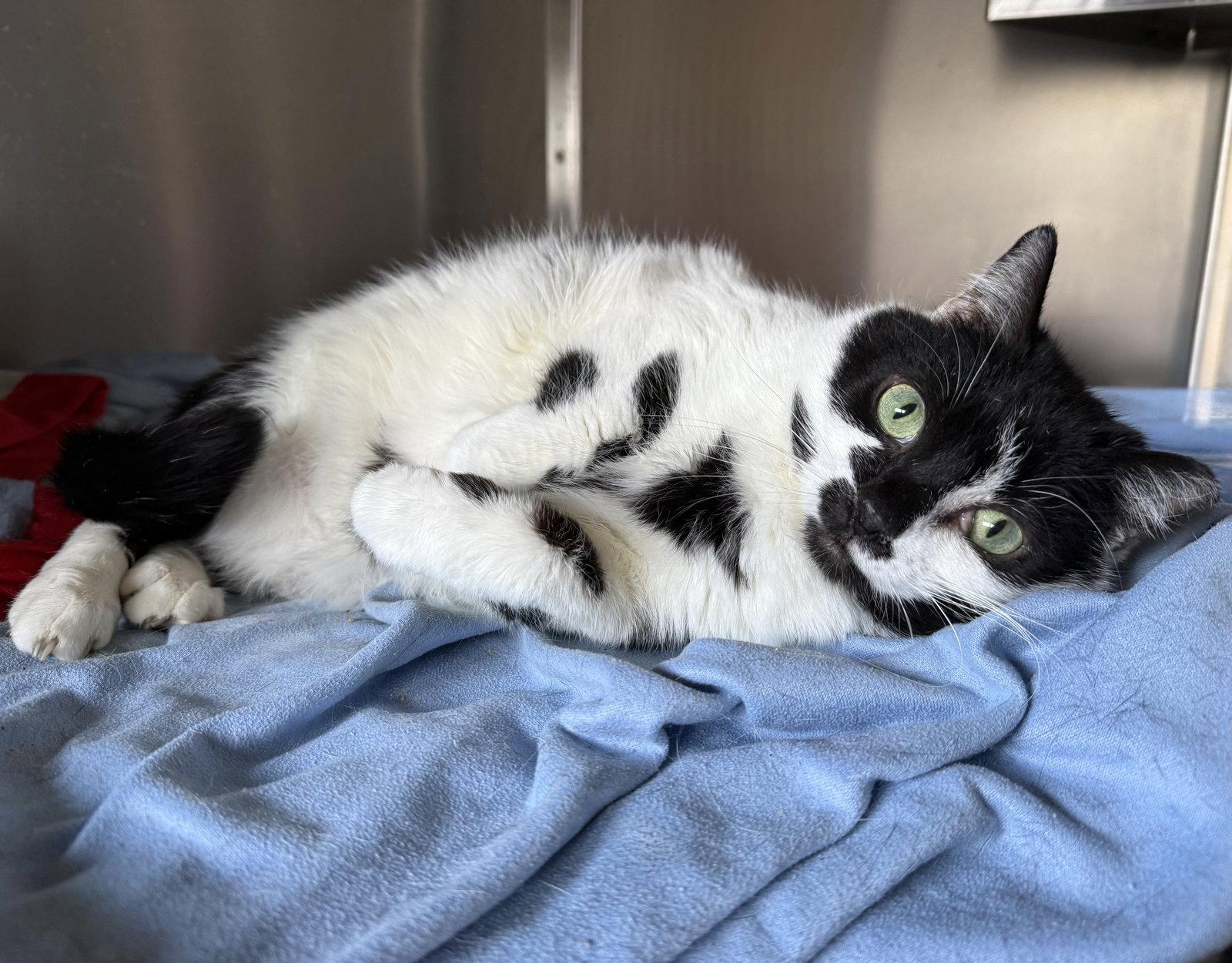 Enlarge Little Peep- (Working Cat), a Adoptable Domestic Short Hair in Furlong, PA image 2/3