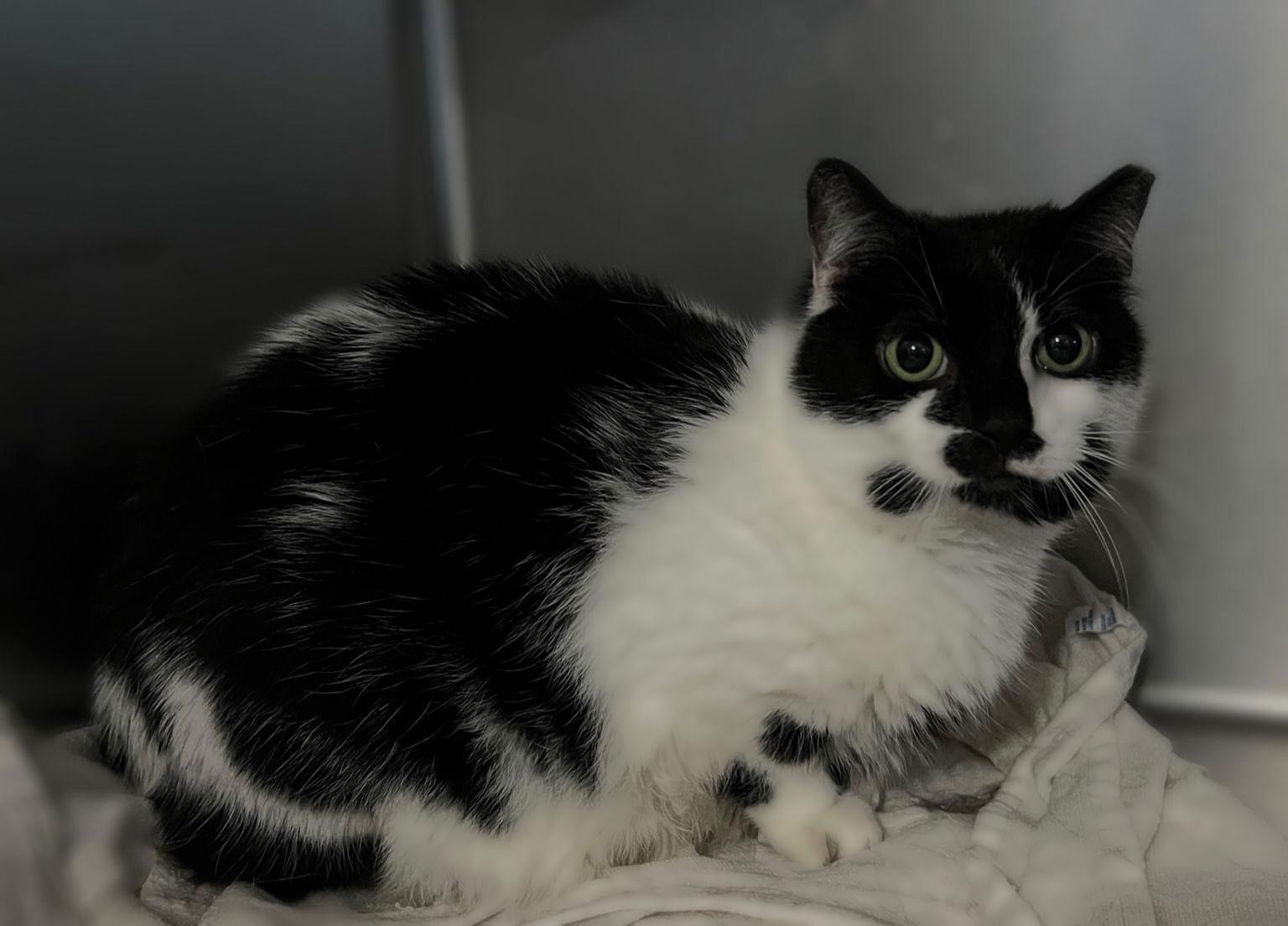 Enlarge Little Peep- (Working Cat), a Adoptable Domestic Short Hair in Furlong, PA image 3/3