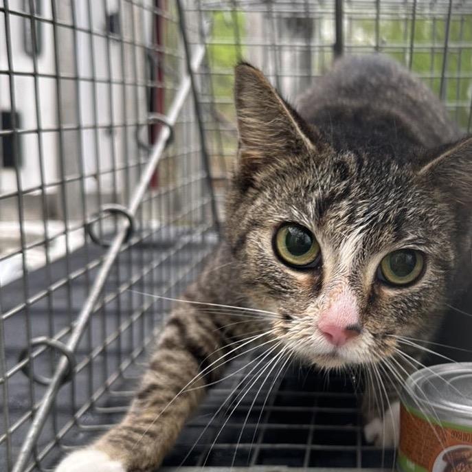 Enlarge Indigo, a Adoptable Domestic Short Hair in Columbiana, AL image 1/1