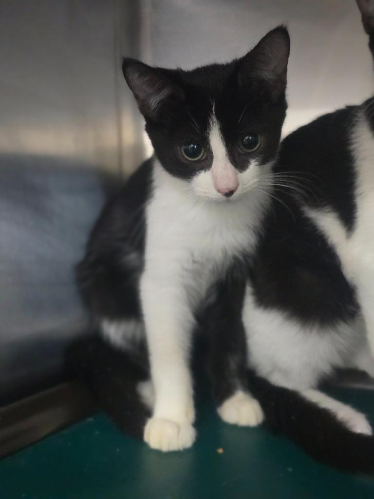 Omar, Adoptable, Young Male Domestic Short Hair.